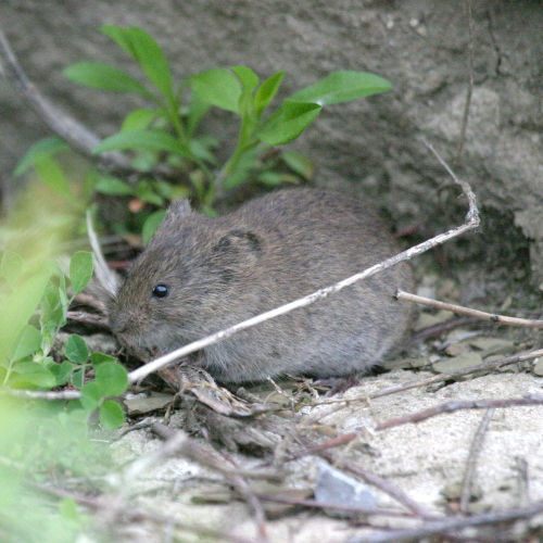 Meadow Vole