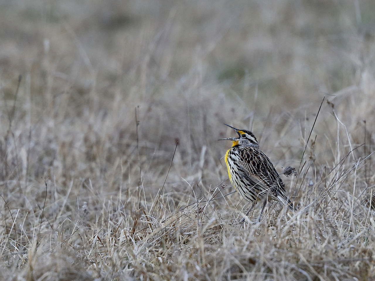 Meadowlark in a field