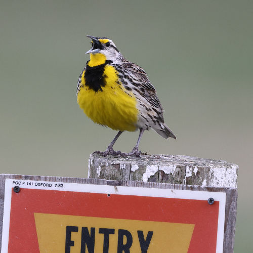 meadowlark