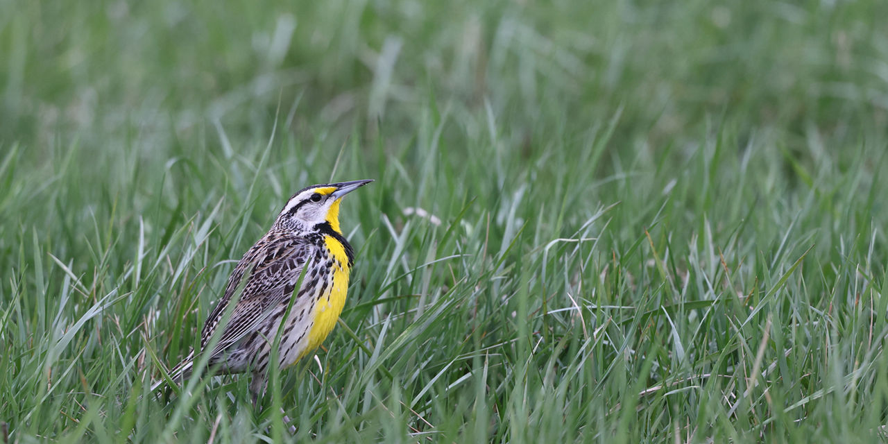 meadowlark