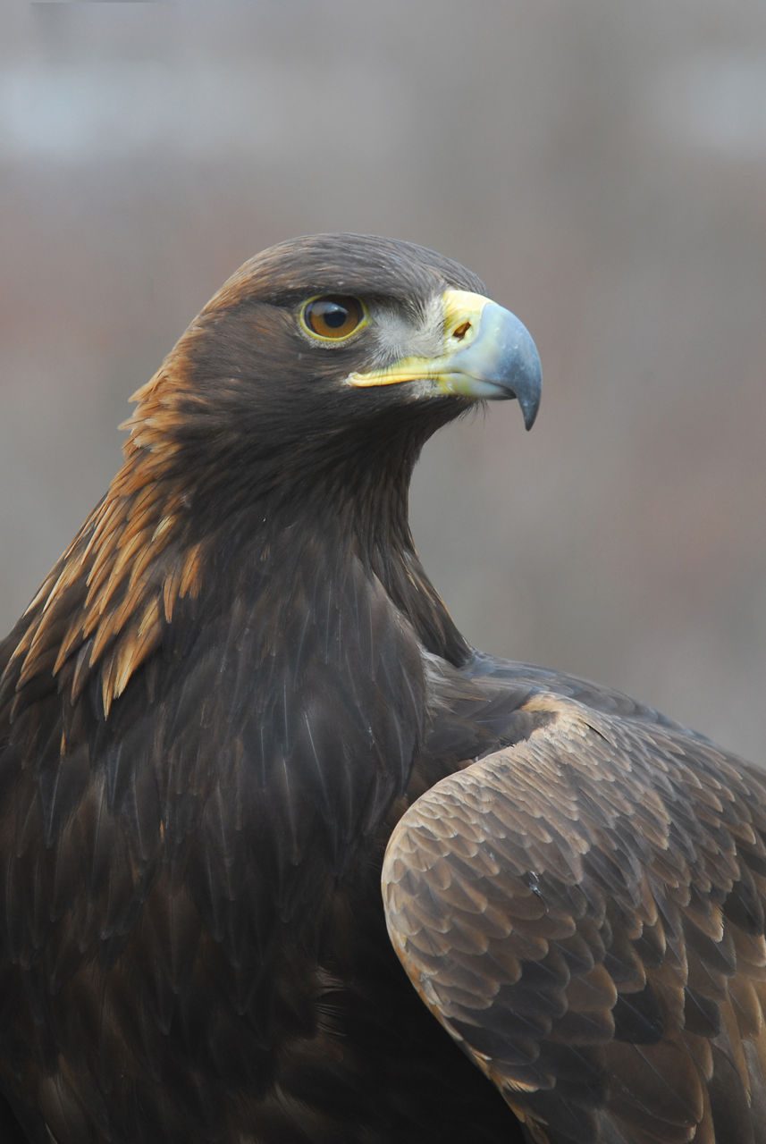 Golden Eagle