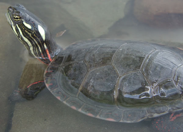 Close up of a Painted Turtle in the water with its head up. Each side of the head is marked with bright-yellow spots and stripes and yellow and red stripes on the neck, legs and tail