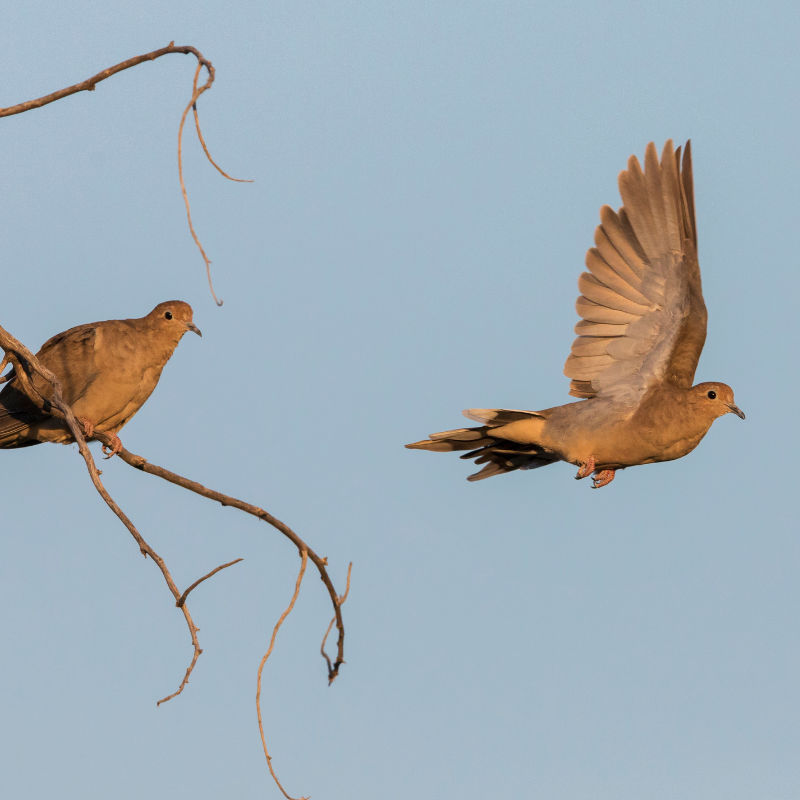 Two mourning doves fly in a blue sky