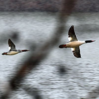 Two geese fly over the water