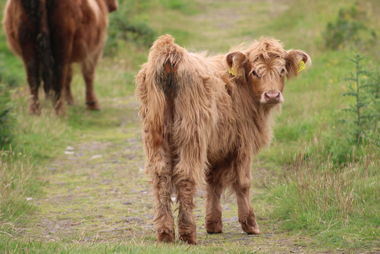 mini cow