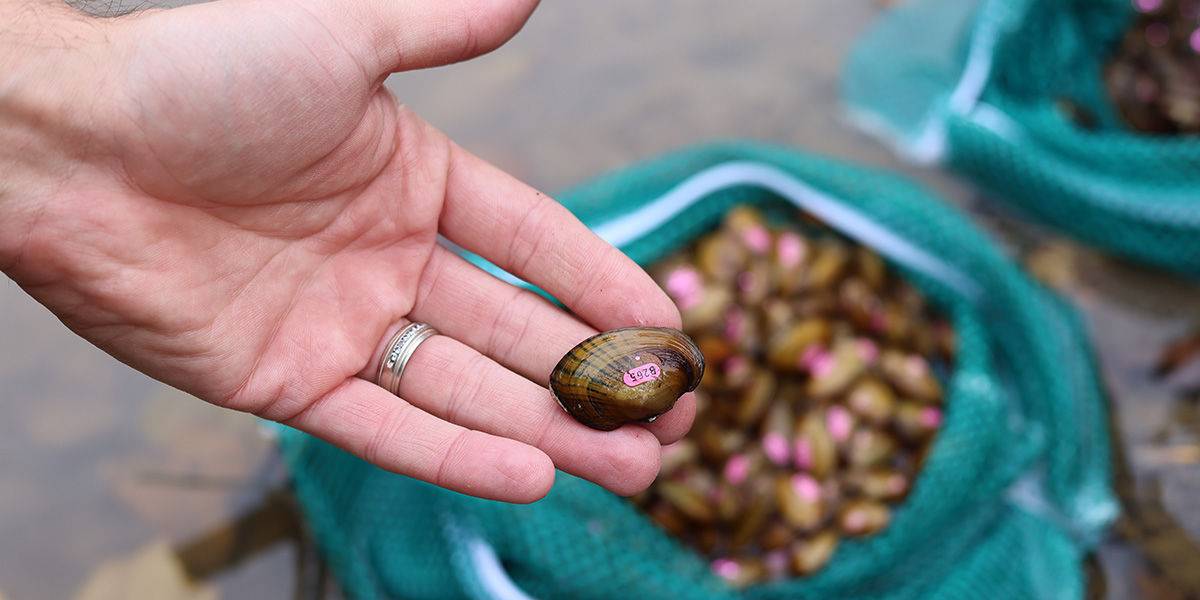 Close-up of a hand holding a juvenile freshwater mussel about to be stocked into Dunkard Creek.