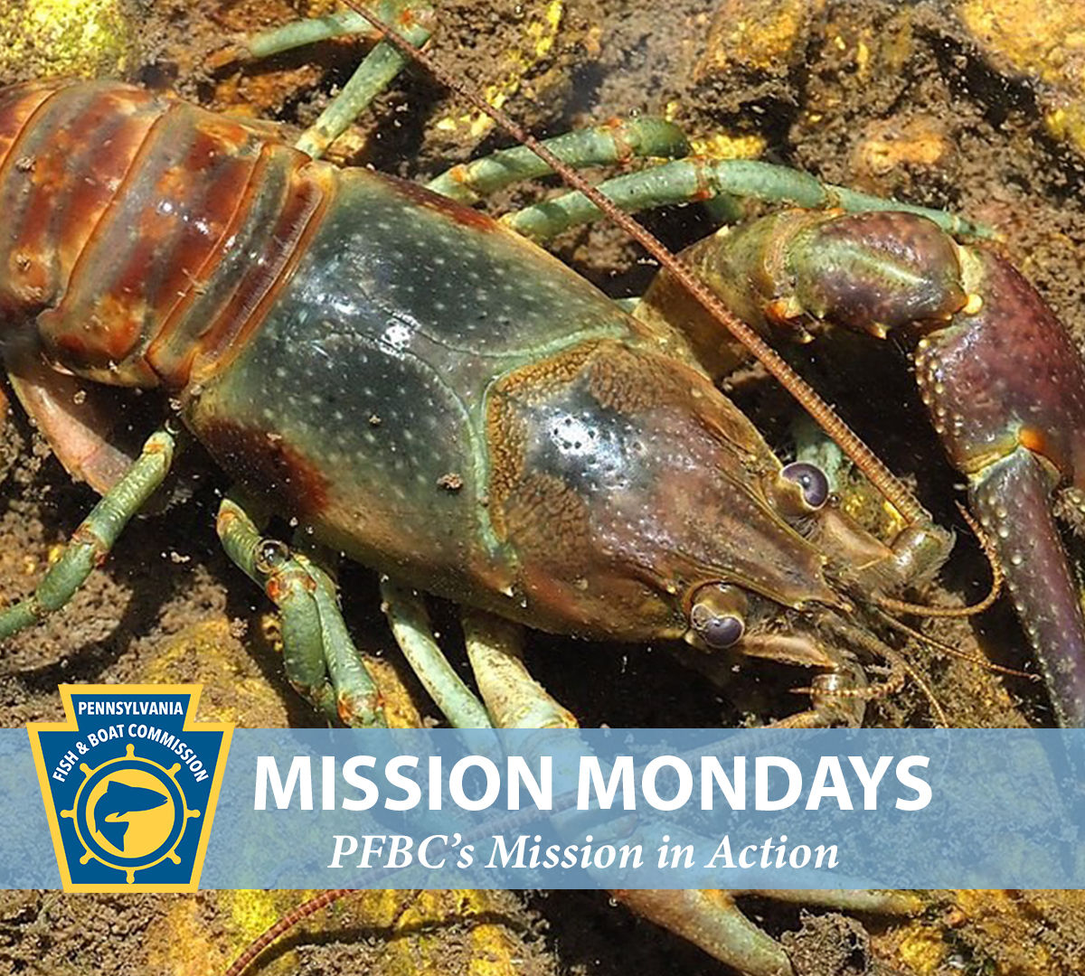 Close-up of a rusty crayfish, an aquatic invasive species, with the PFBC logo and "Mission Mondays:  PFBC's Mission in Action" text shown.