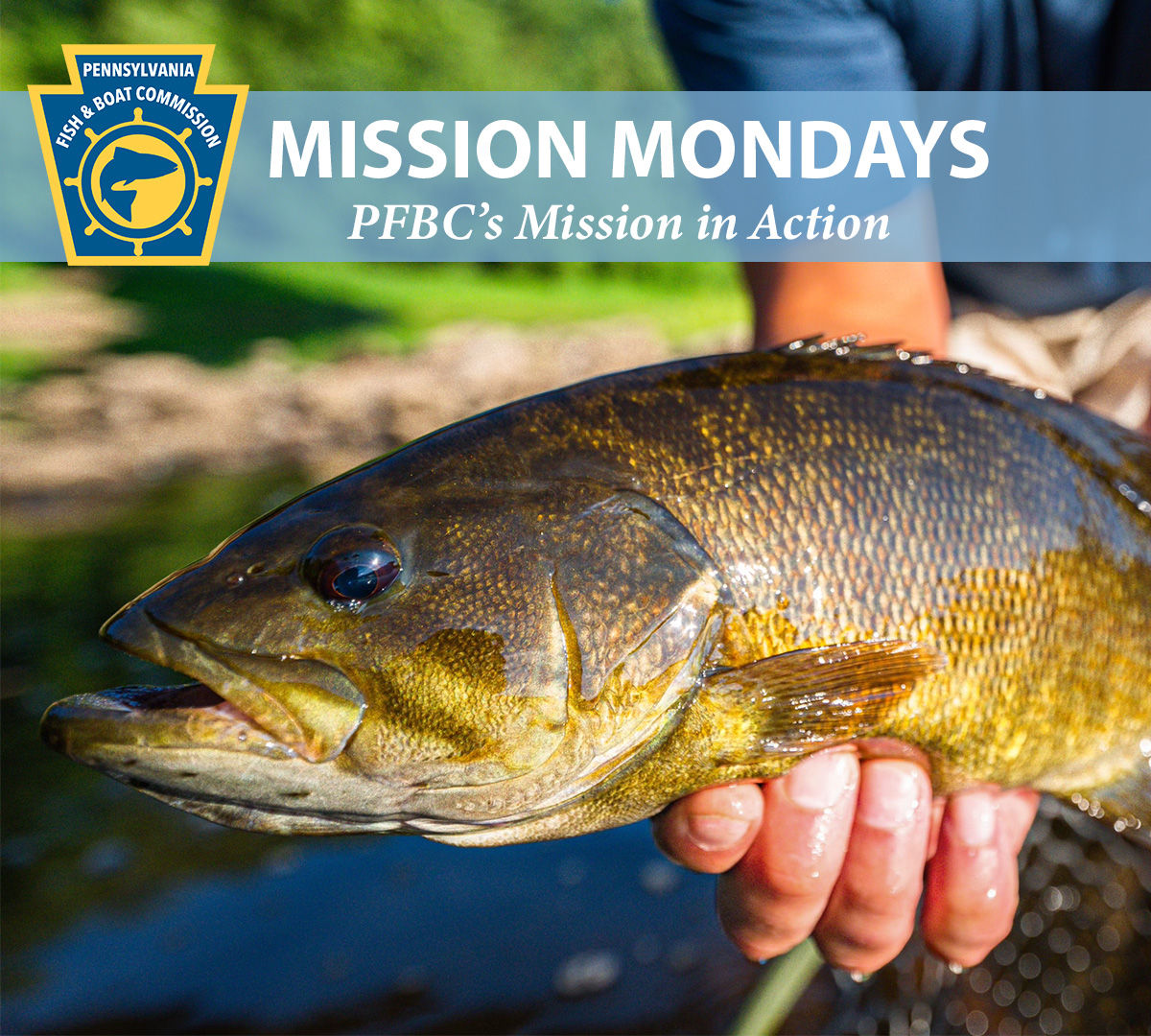 Close-up of a person holding a smallmouth bass to the camera with the PFBC logo and "Mission Mondays:  PFBC's Mission in Action" text shown.