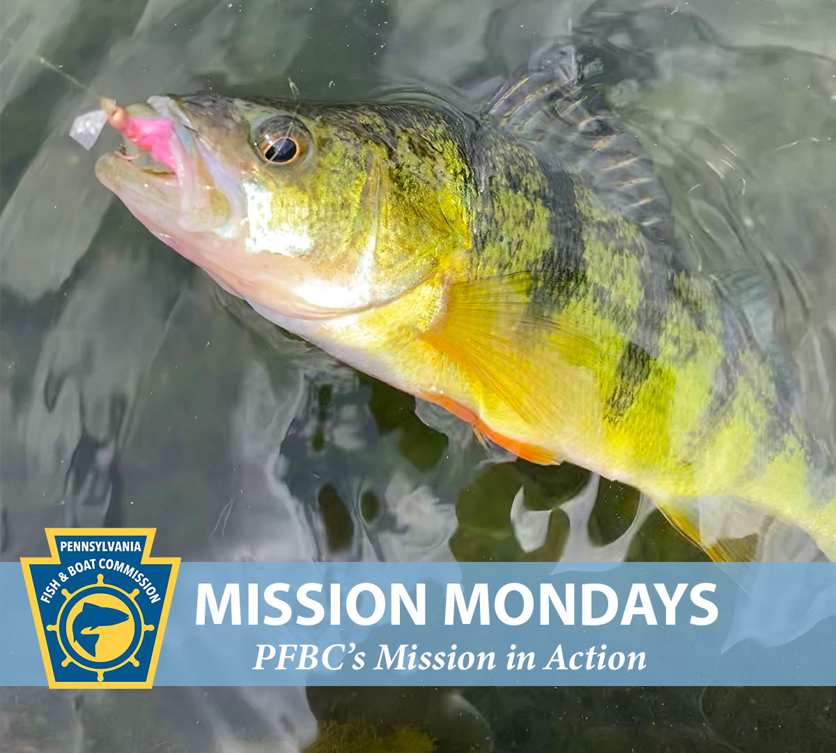 Close-up of a yellow perch hooked with a fishing rod with the PFBC logo and "Mission Mondays:  PFBC's Mission in Action" text shown.