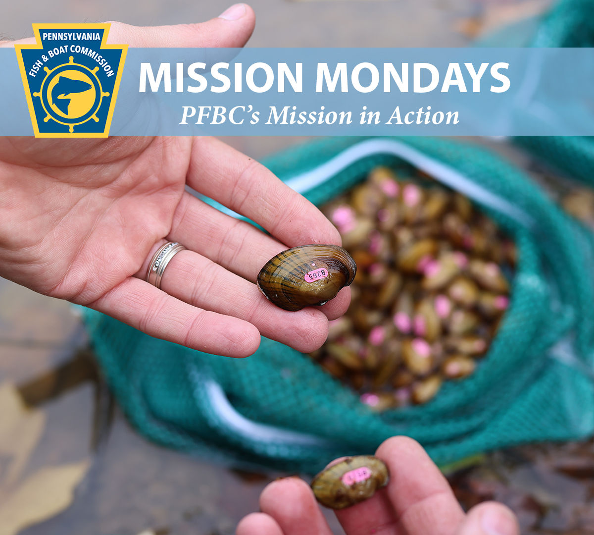 Close-up of hands holding juvenile freshwater mussels along a streambank with the PFBC logo and "Mission Mondays:  PFBC's Mission in Action" text shown.