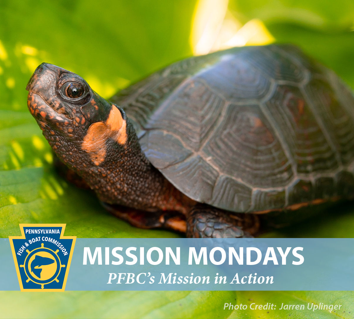 Photo Credit:  Jarren Uplinger. Close-up of bog turtle in lush green landscape with the PFBC logo and "Mission Mondays:  PFBC's Mission in Action" text shown.