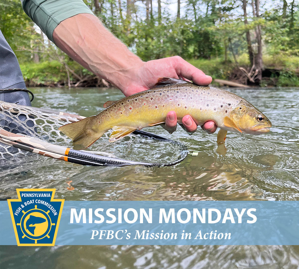 Close-up of a person holding a wild brook trout to the camera with the PFBC logo and "Mission Mondays:  PFBC's Mission in Action" text shown.