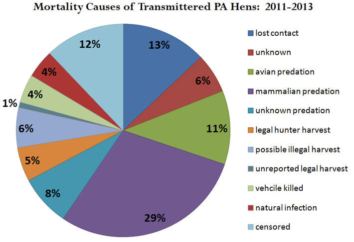 Mortality Causes of Transmittered PA Hens 2011-2013