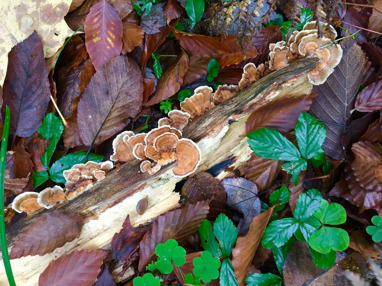 Forest floor at Moshannon State Forest