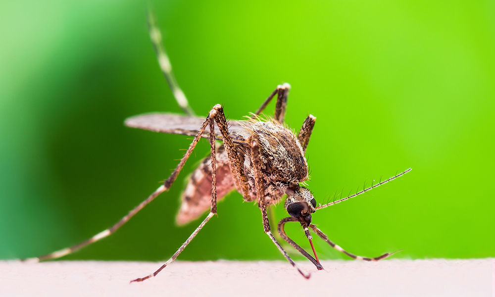 A mosquito bites a person