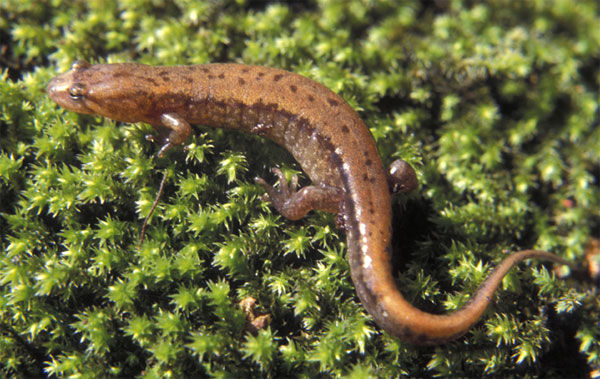 Close up of a dark-orange Allegheny Mountain Dusky Salamander that shows a thin black stripe that runs the length of the body onto the tail.