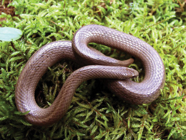 Close-up of a small Mountain Earthsnake on a green grass landscape