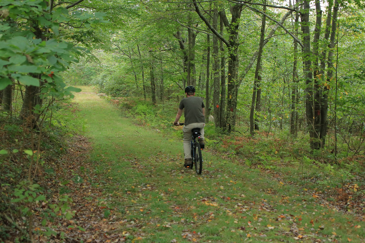 A man is mountain biking on an open trail through a lush green forest