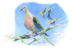 mourning dove