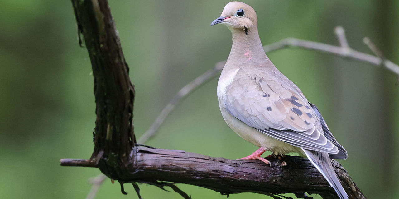 Mourning Dove