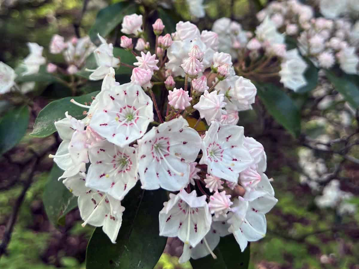 Close-up of a cluster of Mountain Laurel flowers showing open white blossoms with red speckles and pale pink buds, set against dark green leaves in an outdoor setting.