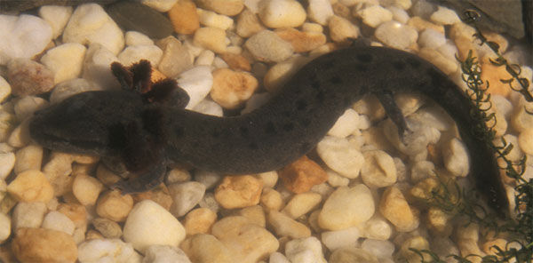 Close up of a Common Mudpuppy in the water on top of gravel. You can see the large feathery set of reddish gills billowing out from behind each side of the head. 