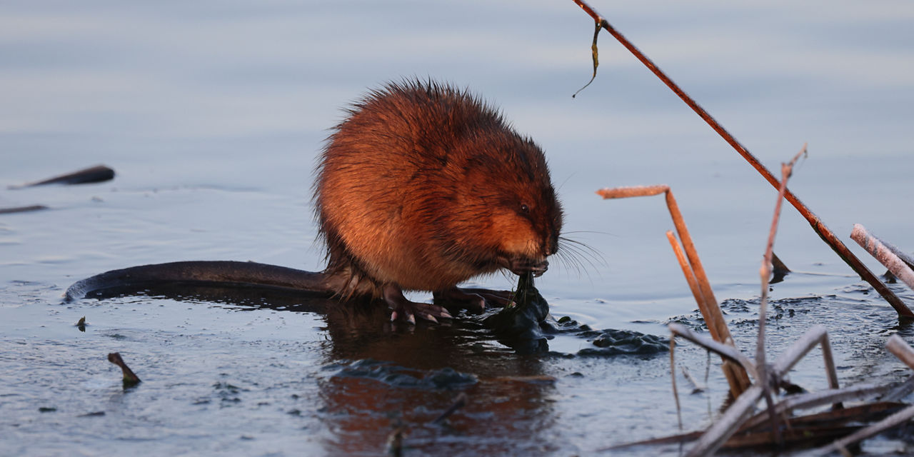 muskrat