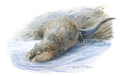 Muskrat