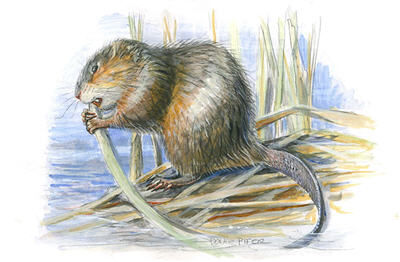 muskrat