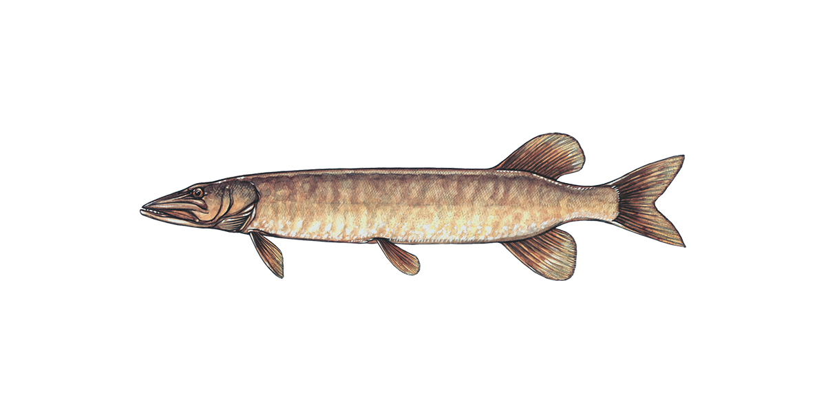 Illustration of a Muskellunge