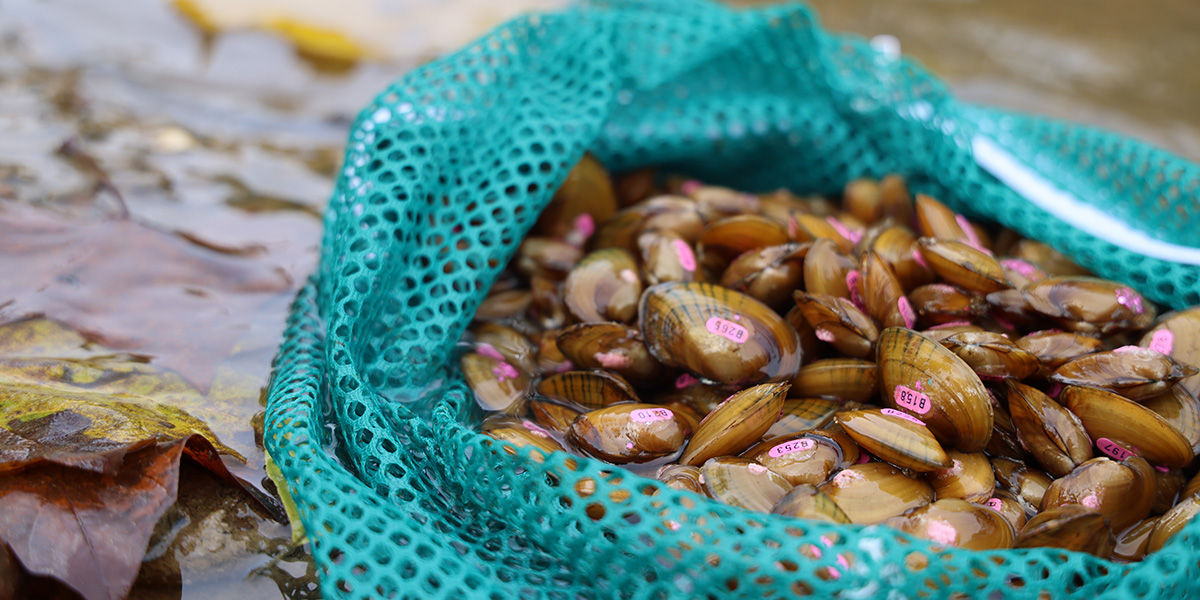 Close-up of plain pocketbook mussels tagged with pink numbers in a green net laying on the shoreline of Dunkard Creek in Greene County, PA