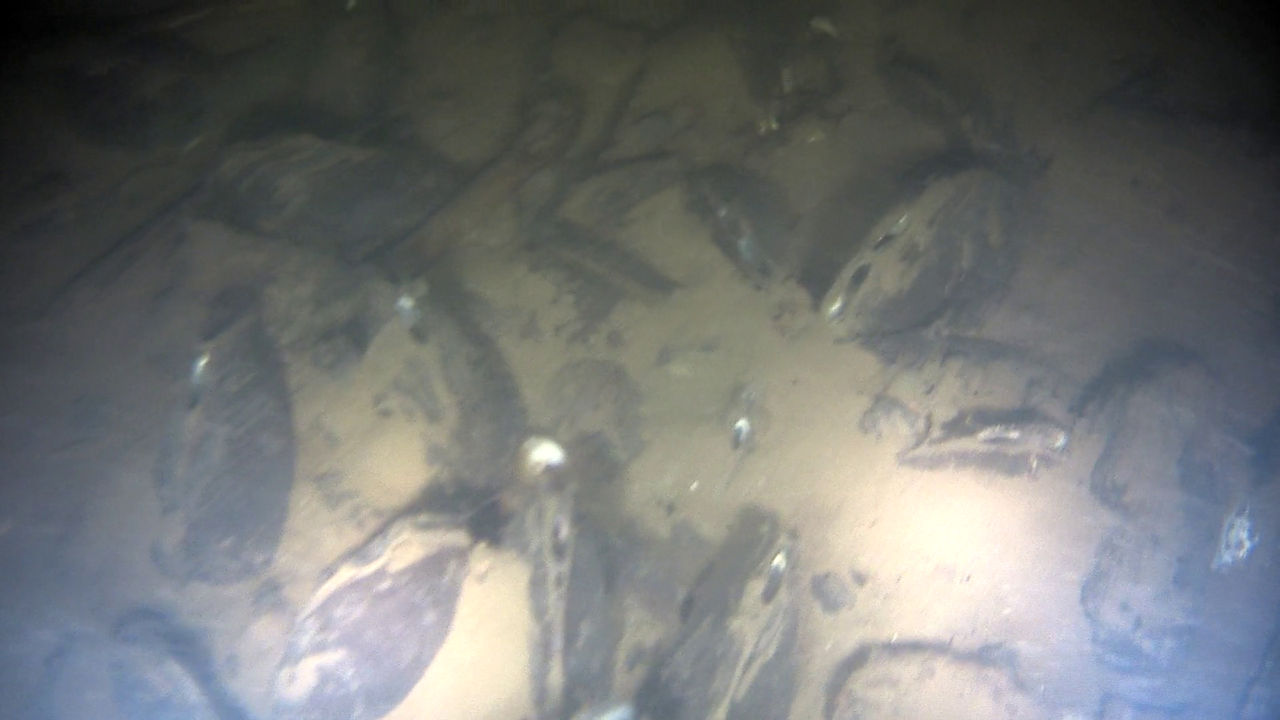 Qualitative Survey of the Spatial Extent of Freshwater Mussel Beds in the Pennsylvania Portion of the Tidal Delaware River using Side Scan Sonar Imaging and Underwater Video