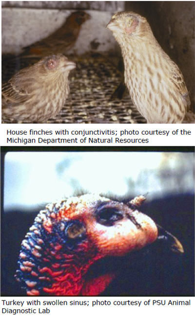 Two house finches and conjunctivitis and a turkey with swollen sinus