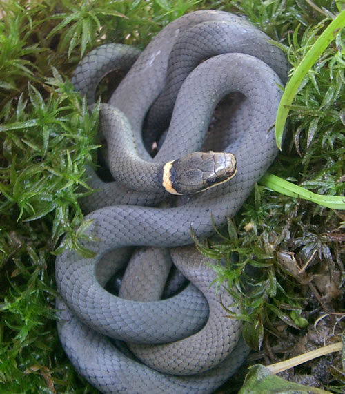 Close up of a Slender Northern Ring-Necked snake with a golden ring that encircles the neck.