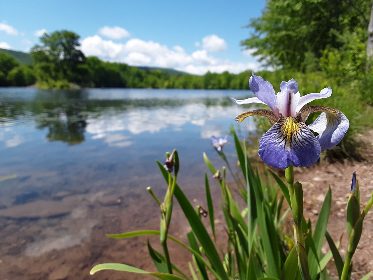 A blue native iris by a lake reflecting the blue sky and clouds