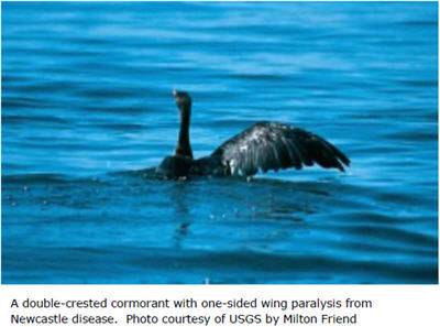 A double-crested cormorant with one-sided wing paralysis from Newcastle disease