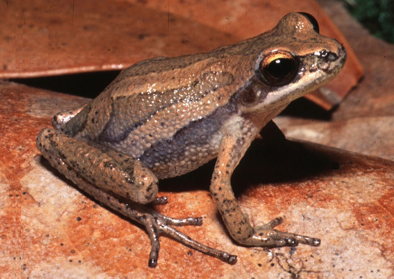 Close-up of a New Jersey Chorus frog sitting on an orange rock