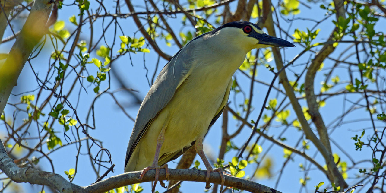 Night Heron