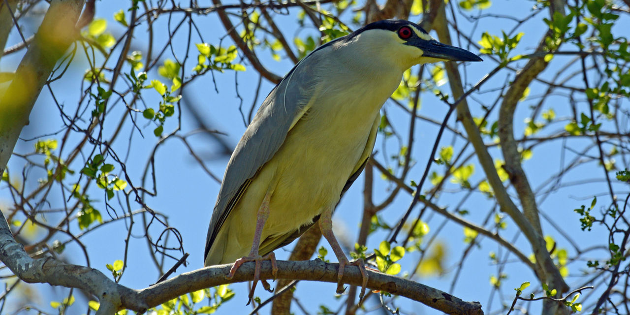 Black crown night heron