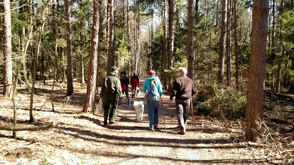 A group hiking on a dirt trail through a pine forest in the fall