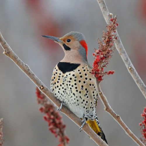 northern flicker