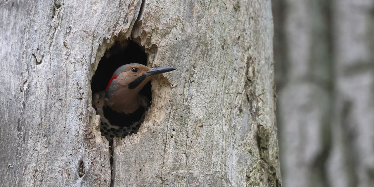 bird in tree