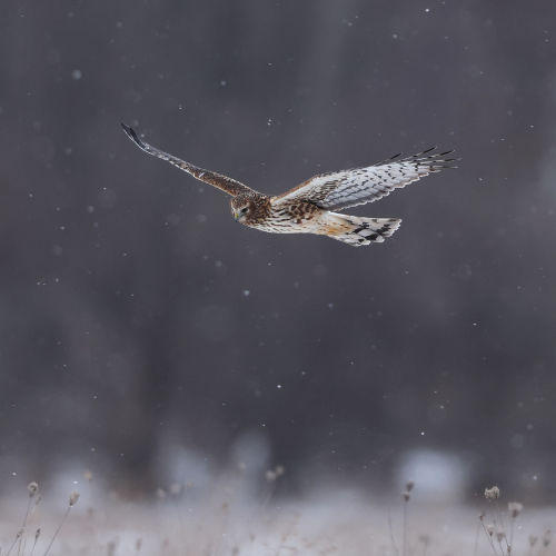 Northern Harrier