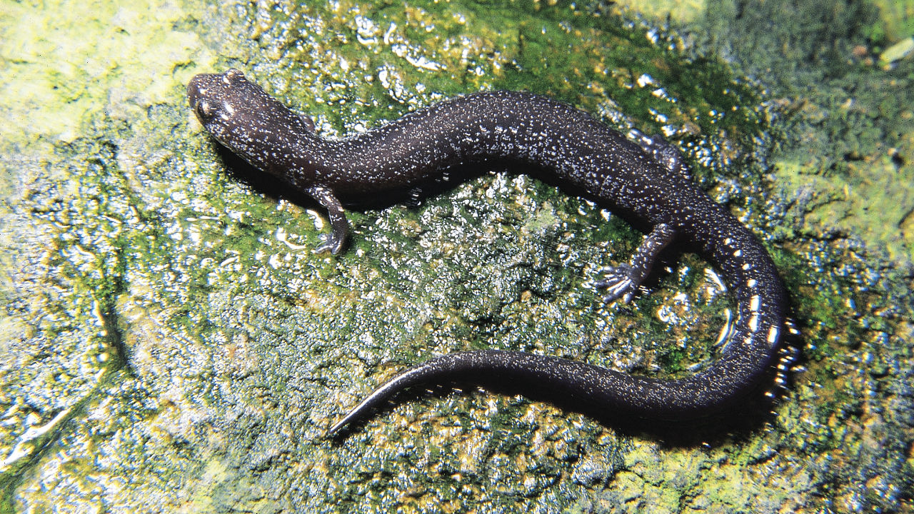 Close up of a dark gray, slender Northern Ravine Salamander with short legs.