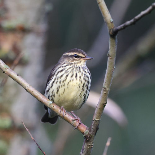 waterthrush