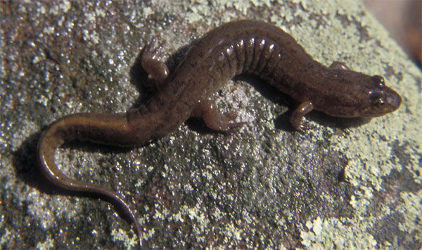 Close up of a Northern Dusky Salamander on top a rock. Its dark brown body ends with a triangular, long tail. 