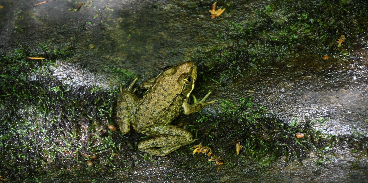 Close up of a bright green Northern Green Frog sitting on a mossy rock 