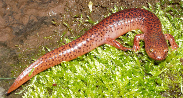 Close up of a red Northern Red Salamander dotted with black spots. It has coastal grooves on its sides. 