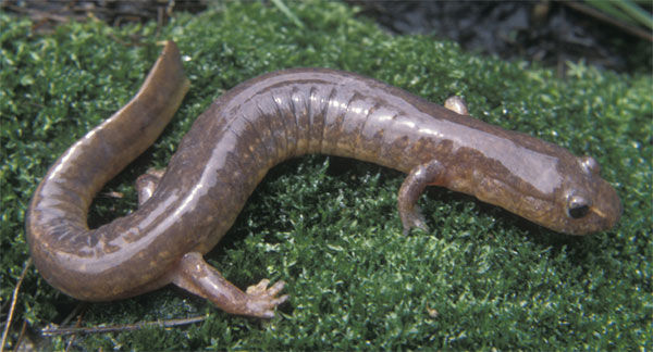 Close up of a gray Northern Spring Salamander with a light line that begins at the eye and extends down to the nostril. Each side has costal grooves.