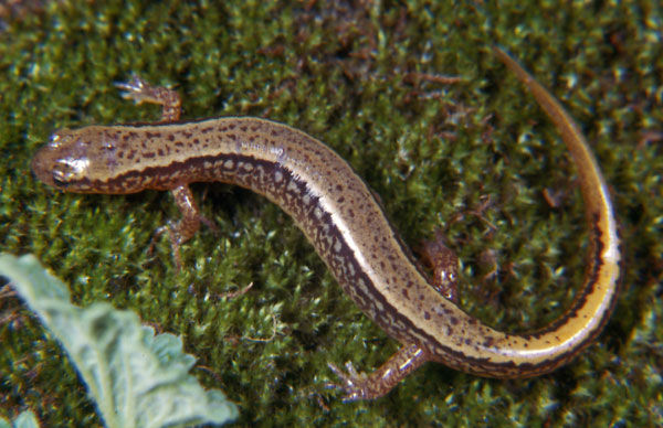 Close up of an orange-bronze colored Northern Two-Lined Salamander with a light stripe that runs the entire length of the body.